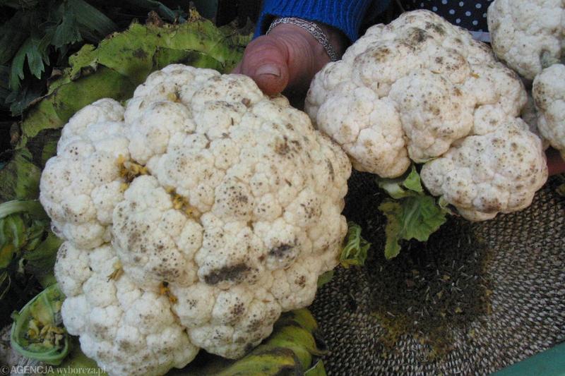 Czy kalafior wpływa na mleko matki