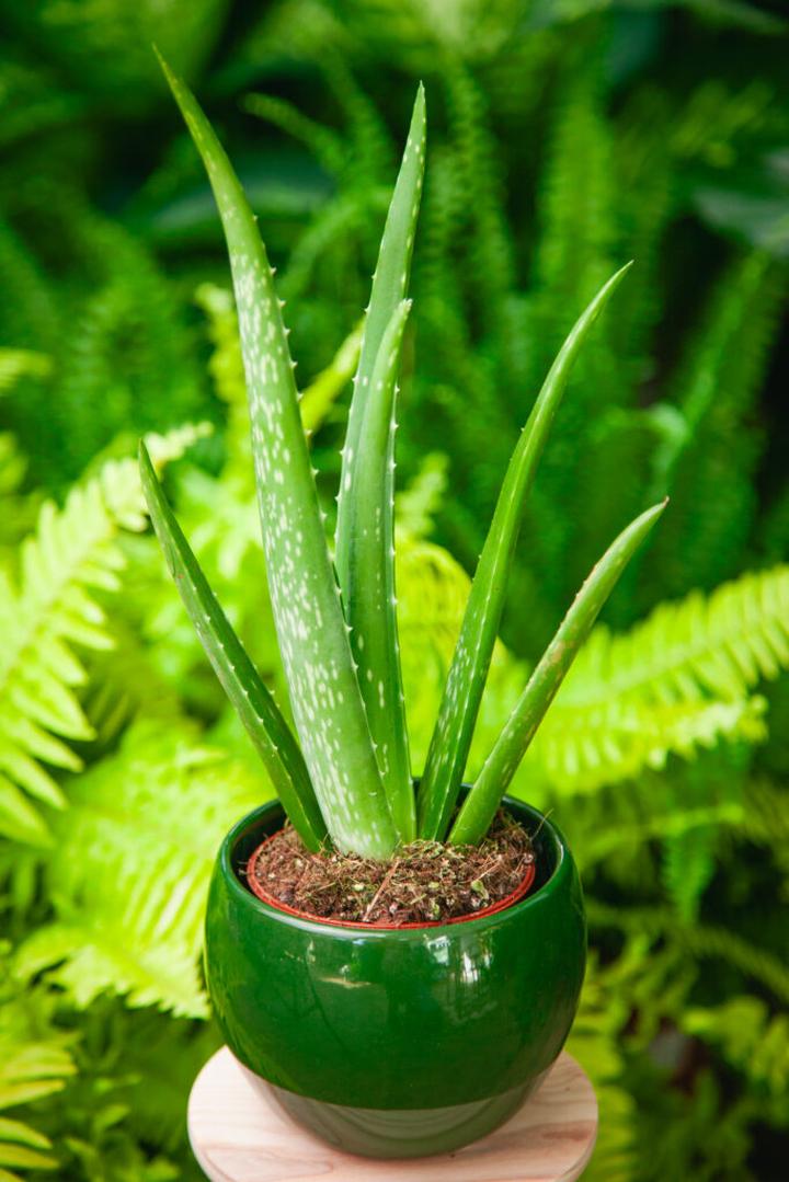 Aloes w ciąży
