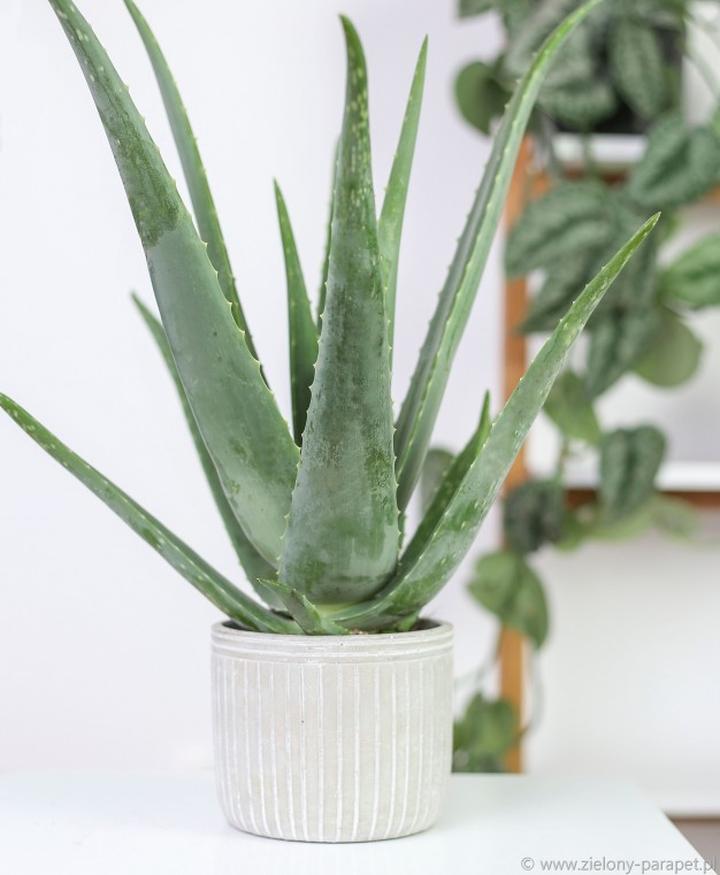 Bezpieczeństwo aloesu