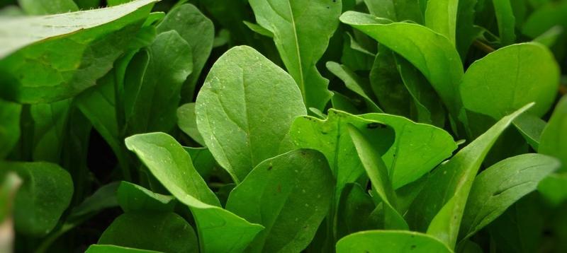 Bezpieczeństwo spożycia rukoli