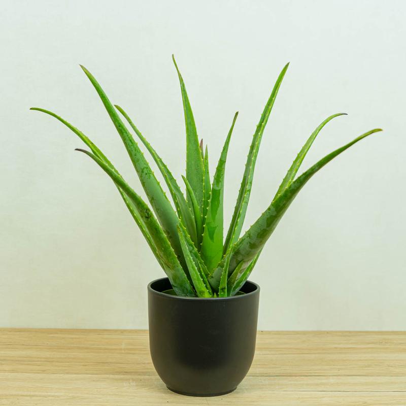 Opinie o aloesie w ciąży