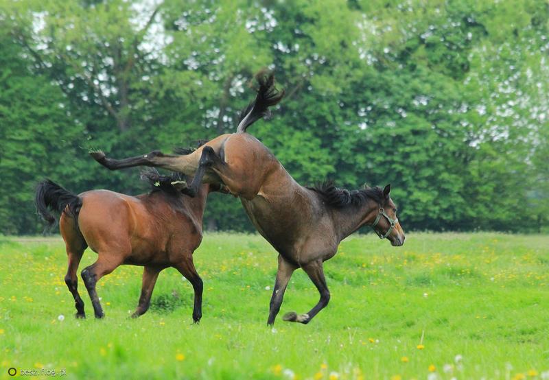 Psychologia miłości