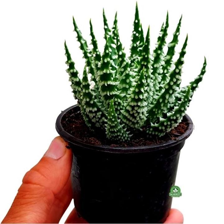 Zdrowie kobiet w ciąży