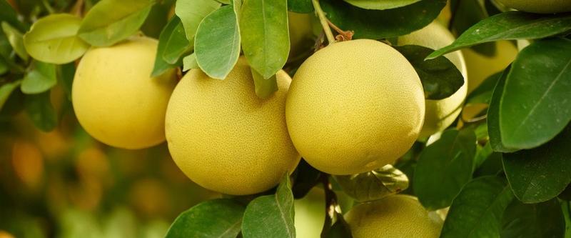 Bezpieczeństwo pomelo