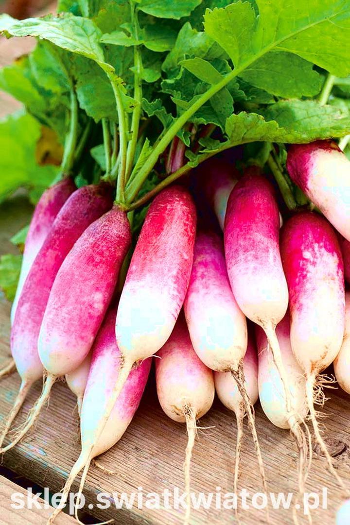 Alergie i nietolerancje