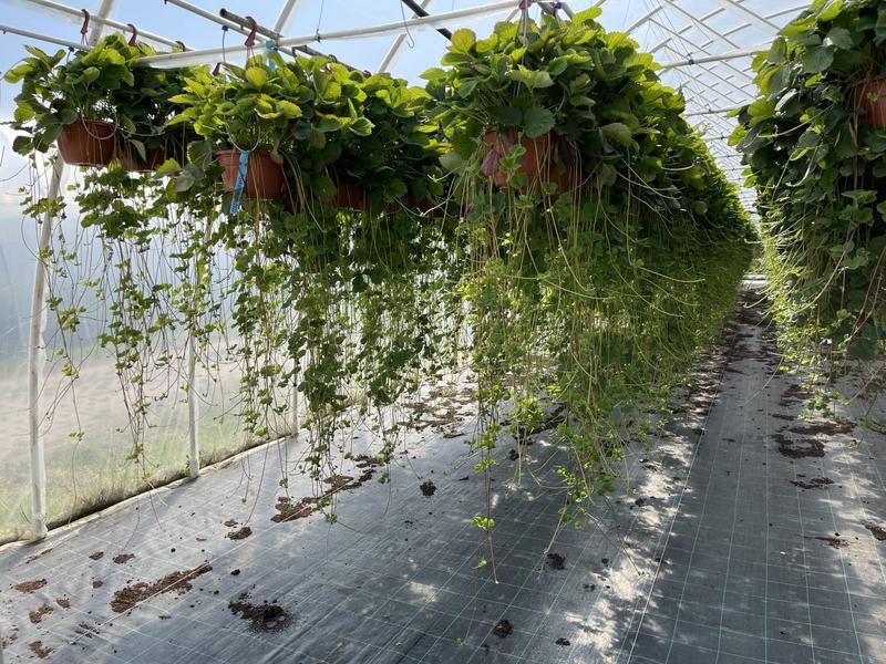 Bezpieczeństwo spożycia truskawek w ciąży