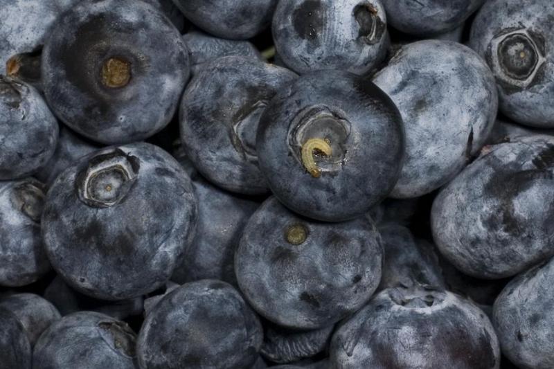 Bezpieczeństwo borówek podczas laktacji
