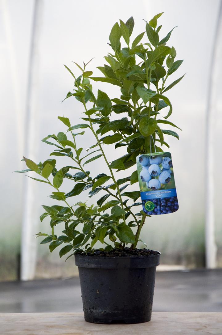 Borówki w diecie karmiącej mamy