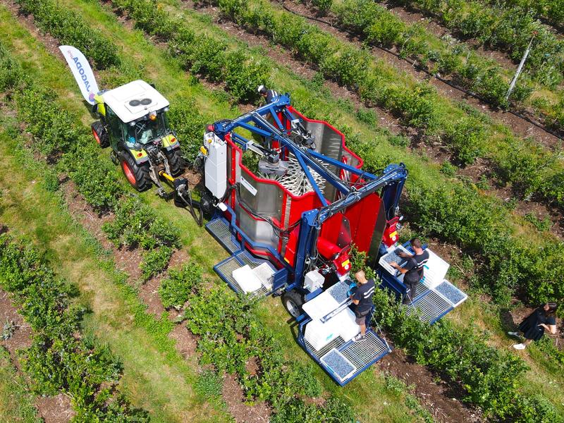 Właściwości odżywcze borówek