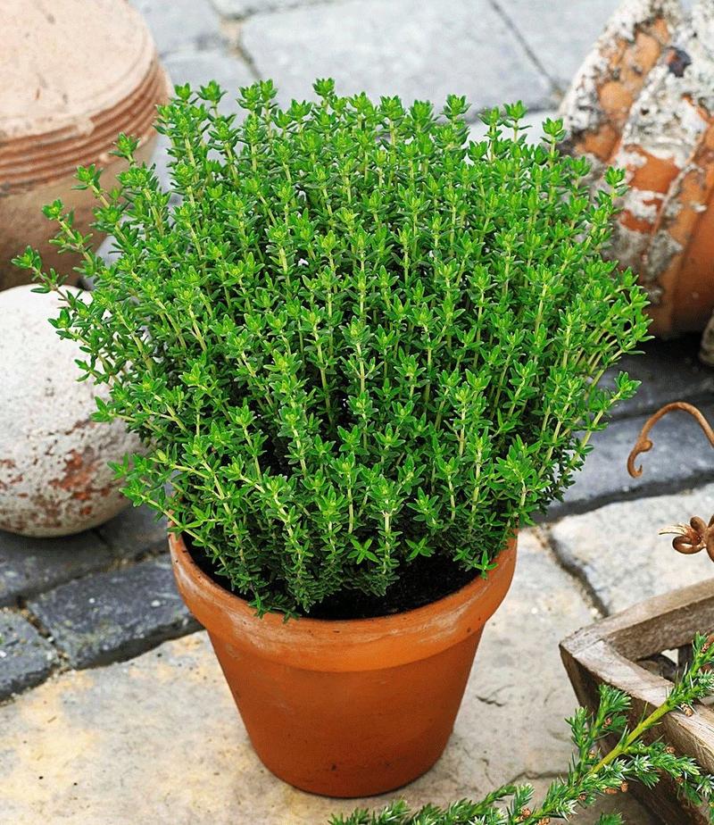 Bezpieczeństwo ziół dla ciężarnych