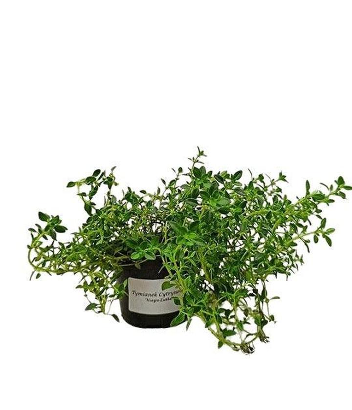 Jak stosować inhalacje w ciąży