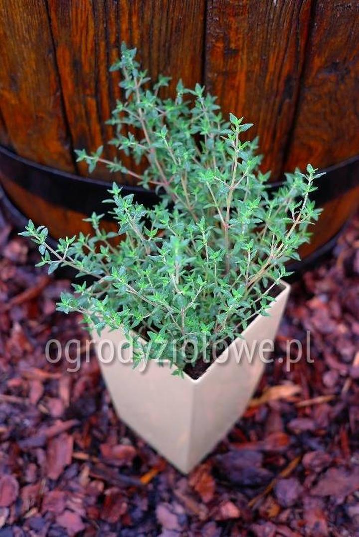 Korzyści i ryzyka tymianku