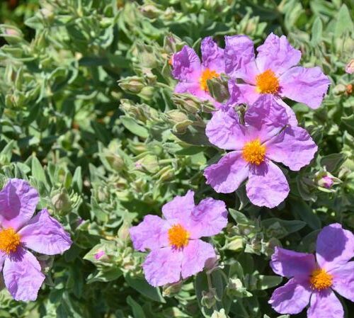 Czystek w ciąży – jakie właściwości ma to ziele i czy kobiety ciężarne mogą je pić bez obaw?