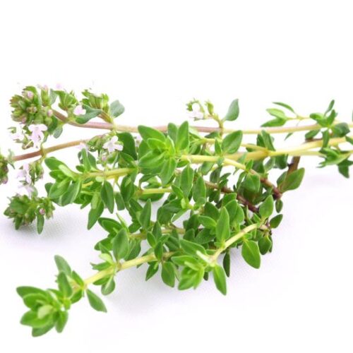 Tymianek w ciąży – czy inhalacje tymiankowe są bezpieczne dla przyszłych mam?