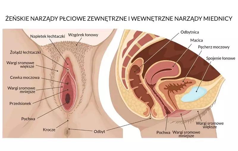 Anatomiczne różnice narządów płciowych