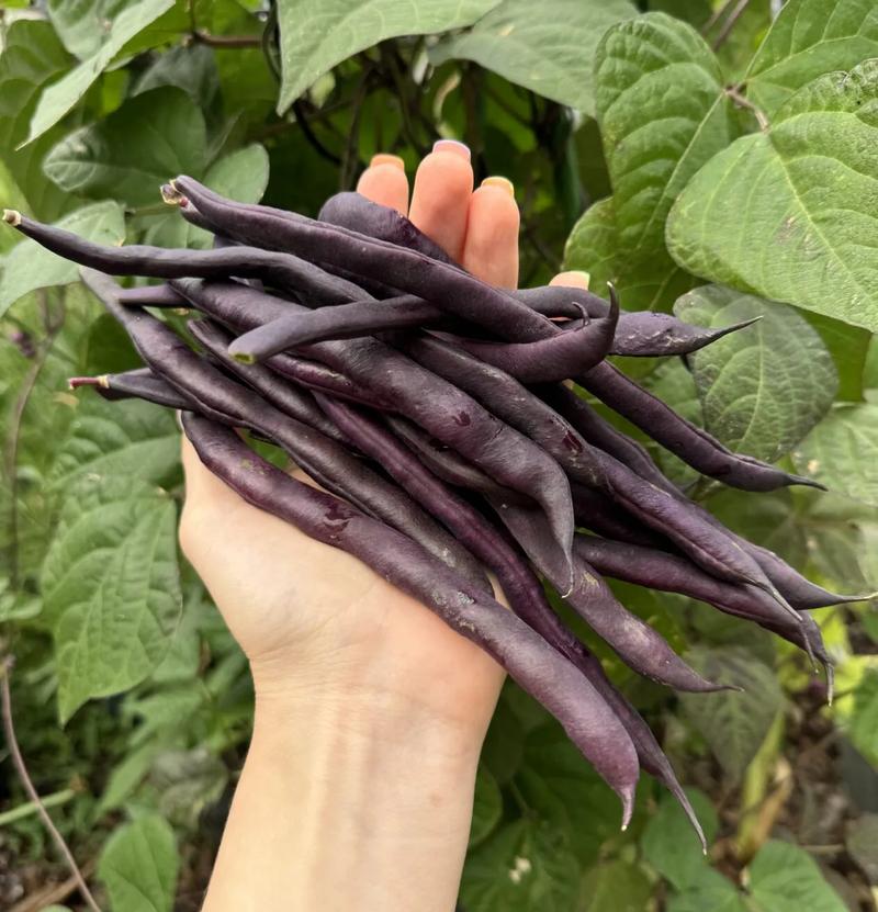 Fasolka po bretońsku w ciąży