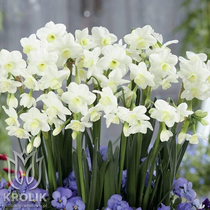 Oznaki że narcyz odpuszcza