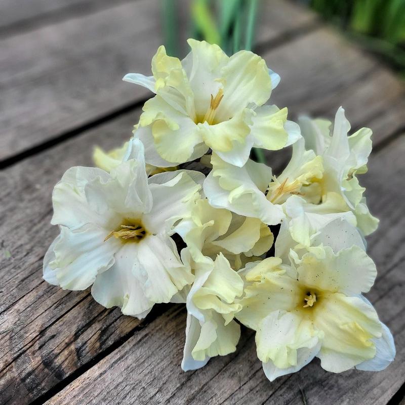 Psychologia narcyzmu