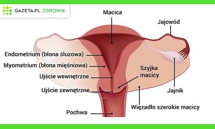 Różnorodność budowy waginy