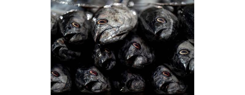 Wędzone ryby w ciąży