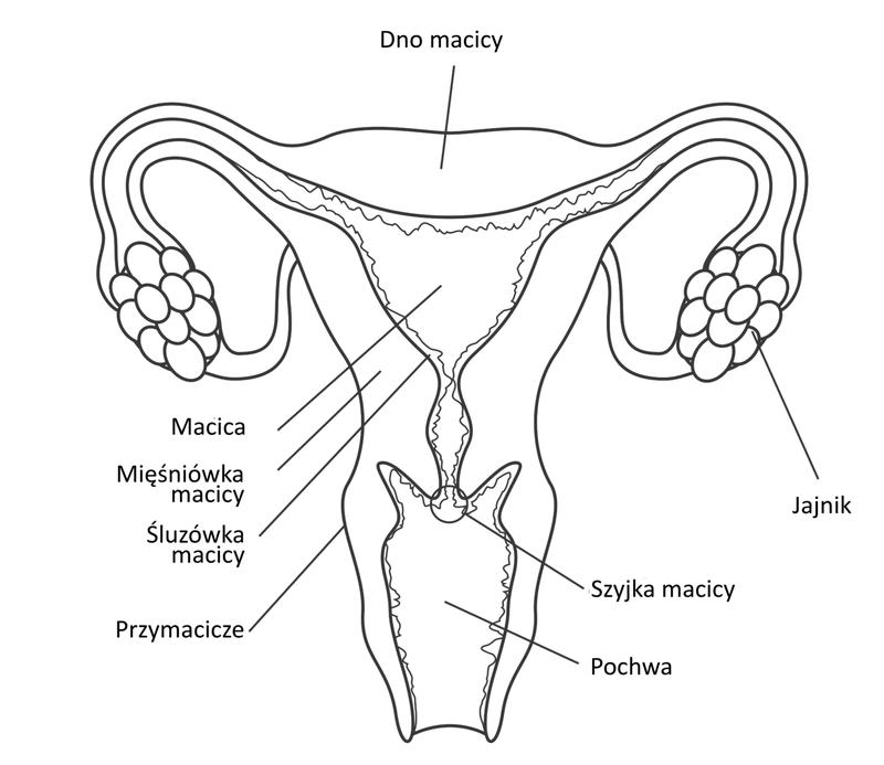 Wpływ anatomii na zdrowie intymne