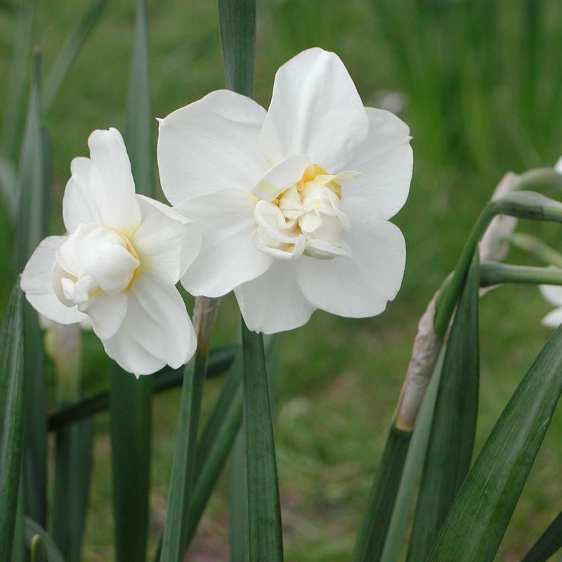 Zniknięcie narcyza i milczenie