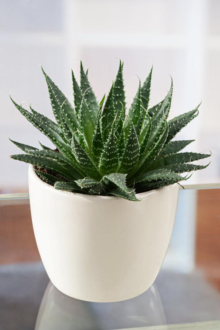 Alternatywy dla aloesu w ciąży