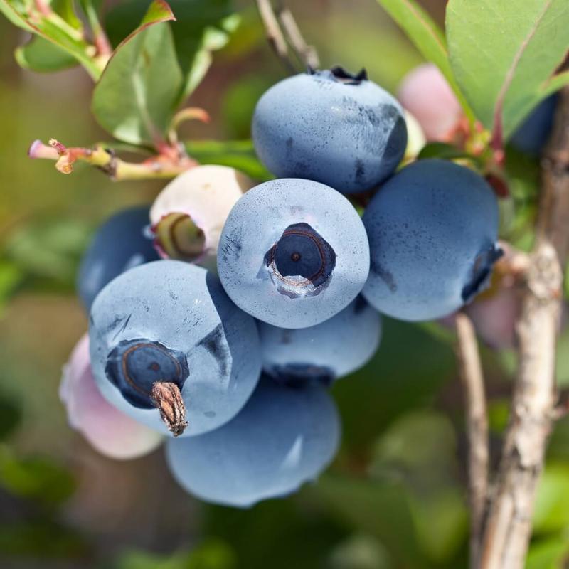 Bezpieczeństwo borówek w ciąży
