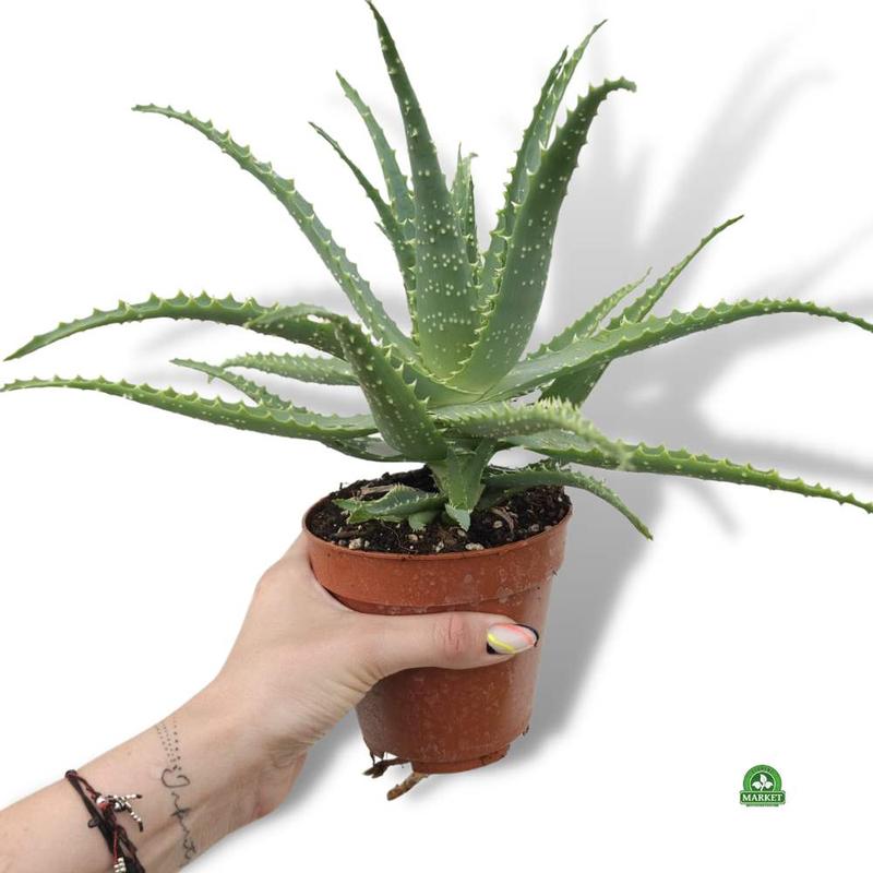 Bezpieczeństwo picia aloesu