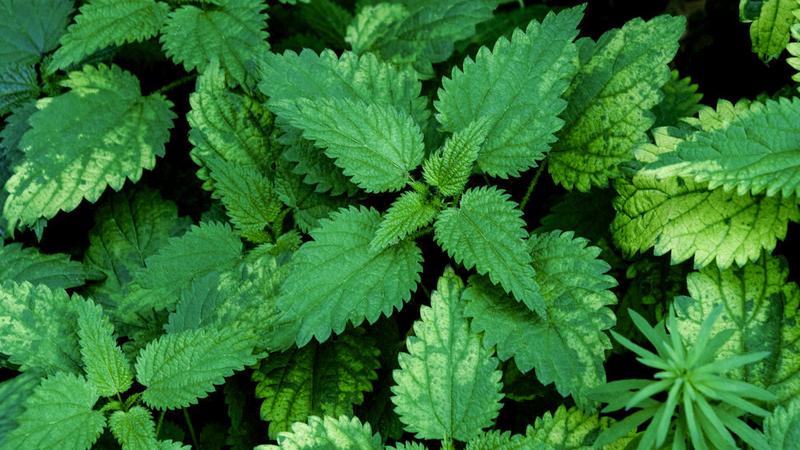 Bezpieczeństwo ziół w ciąży