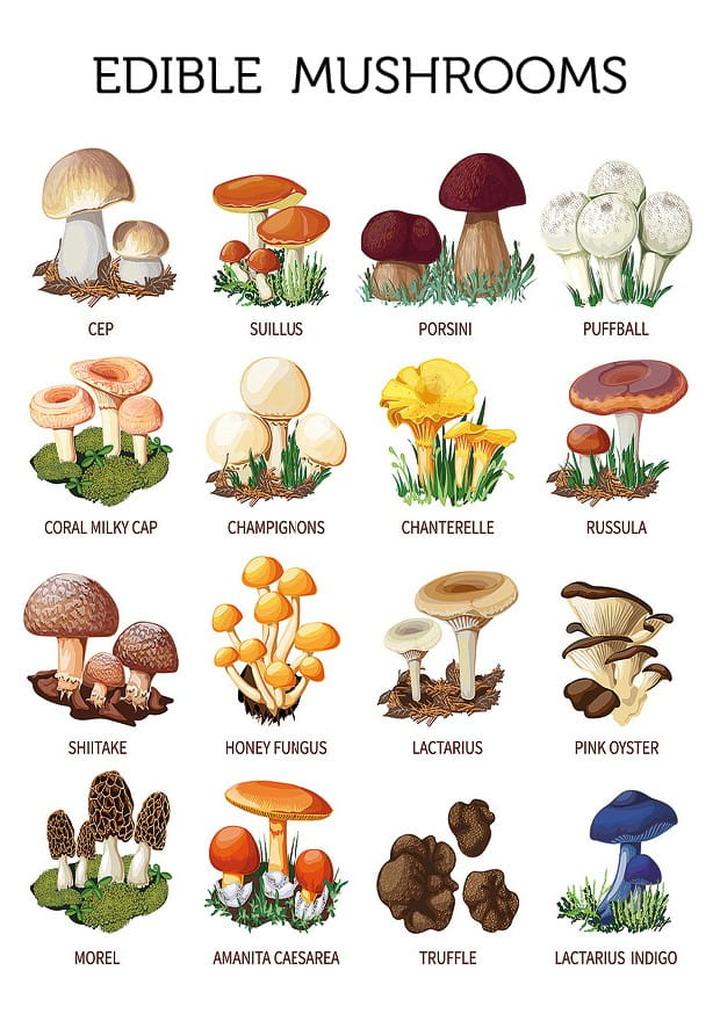 Bezpieczne grzyby w laktacji