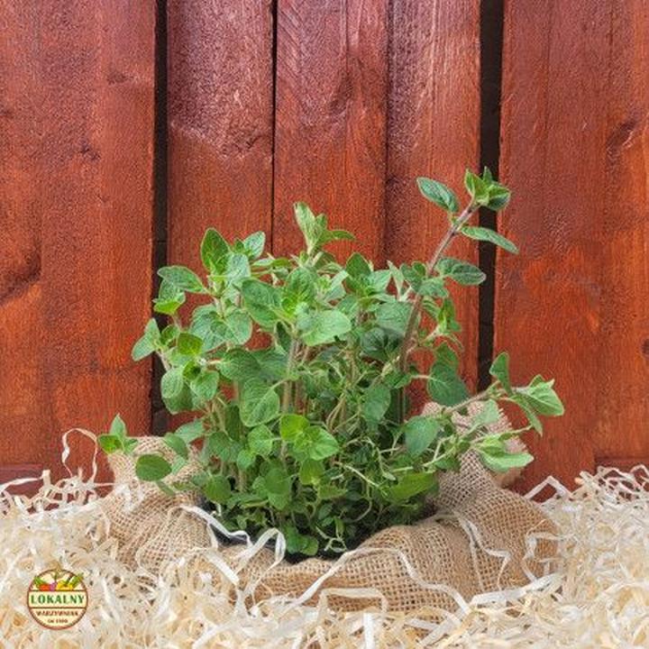 Dieta ciążowa zioła i przyprawy