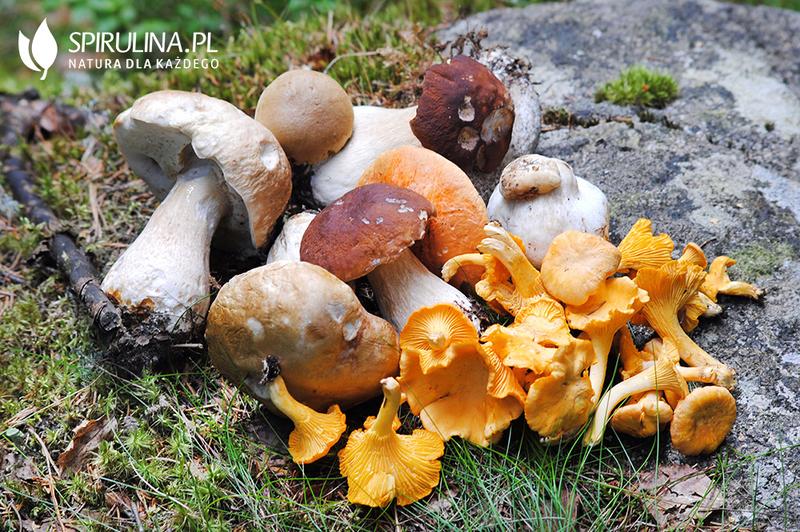 Grzyby dla mam karmiących