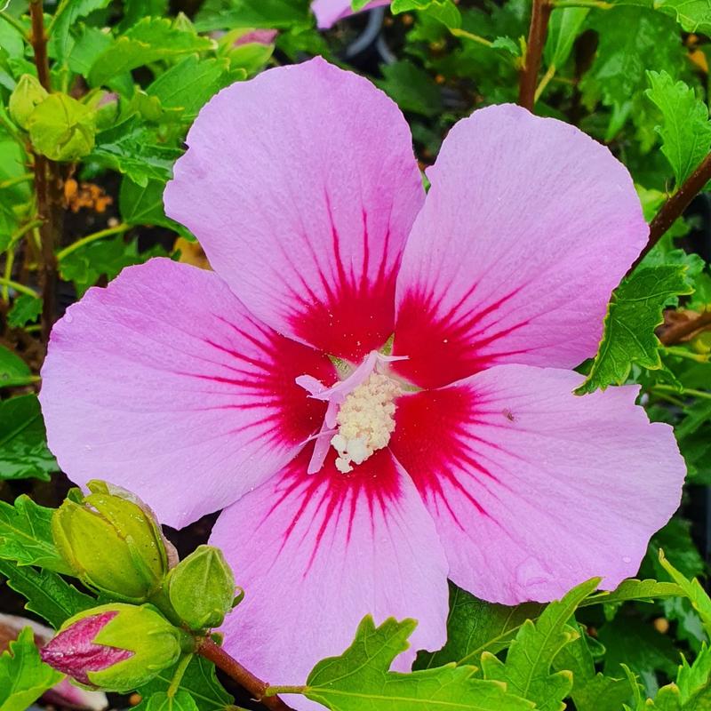 Herbata z hibiskusa bezpieczeństwo