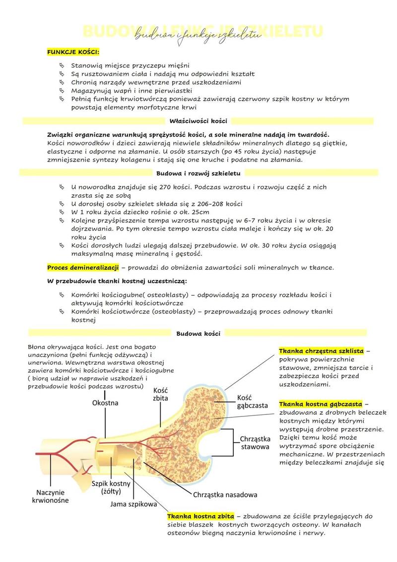 Ile kości ma dziecko