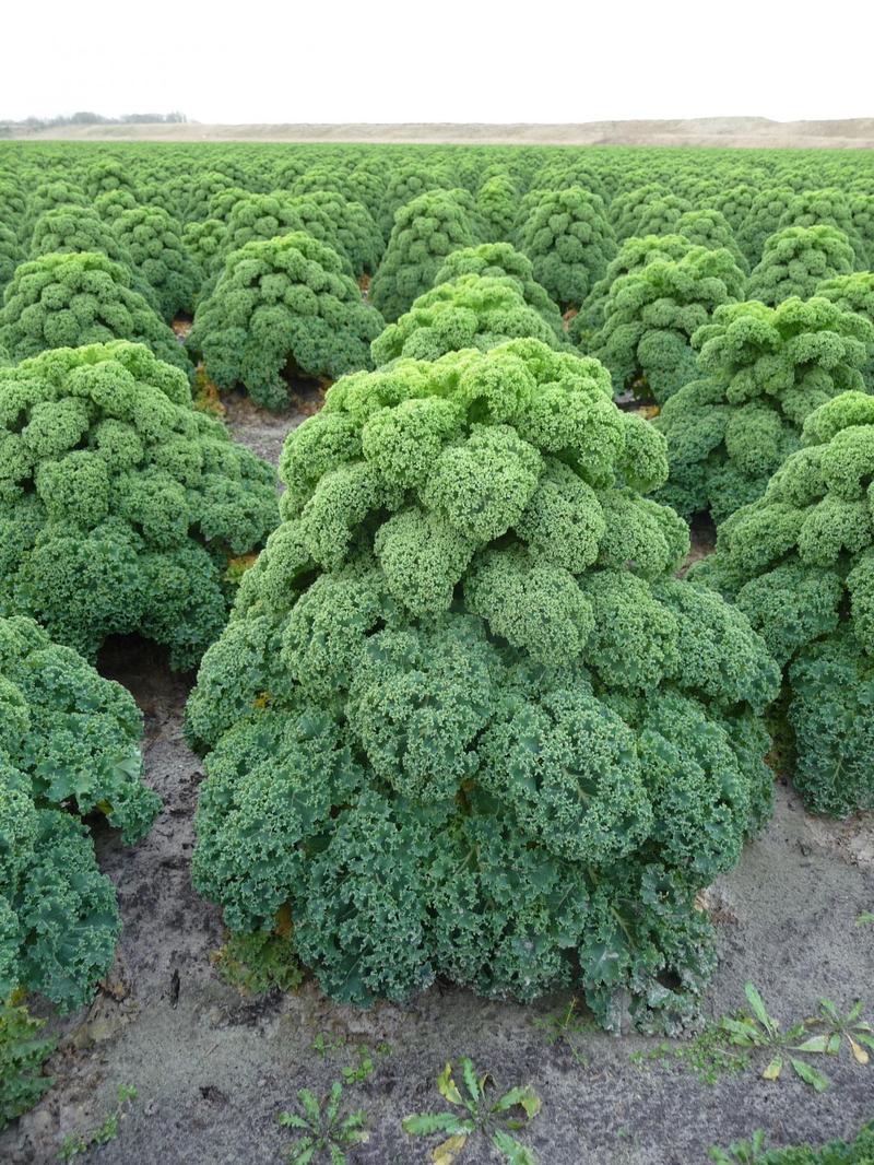 Korzyści i ryzyko jarmużu