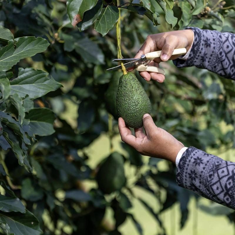 Korzyści zdrowotne awokado