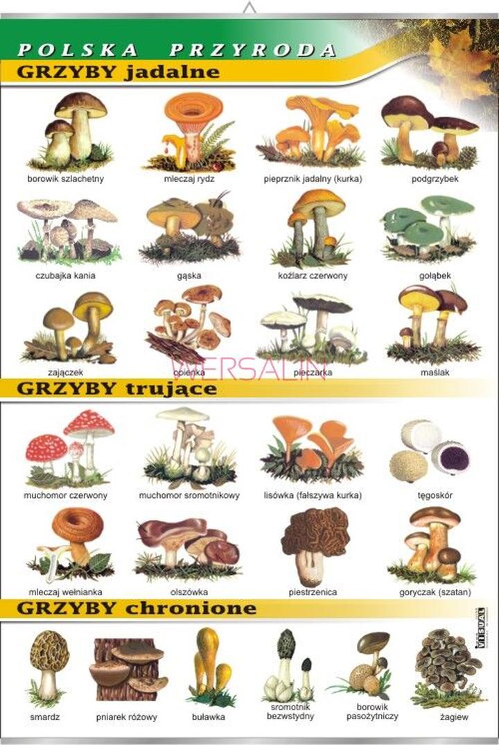 Korzyści zdrowotne grzybów w laktacji