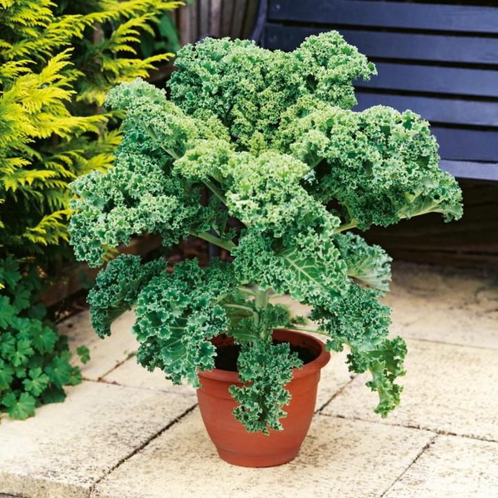 Opinie ekspertów o ciąży i diecie