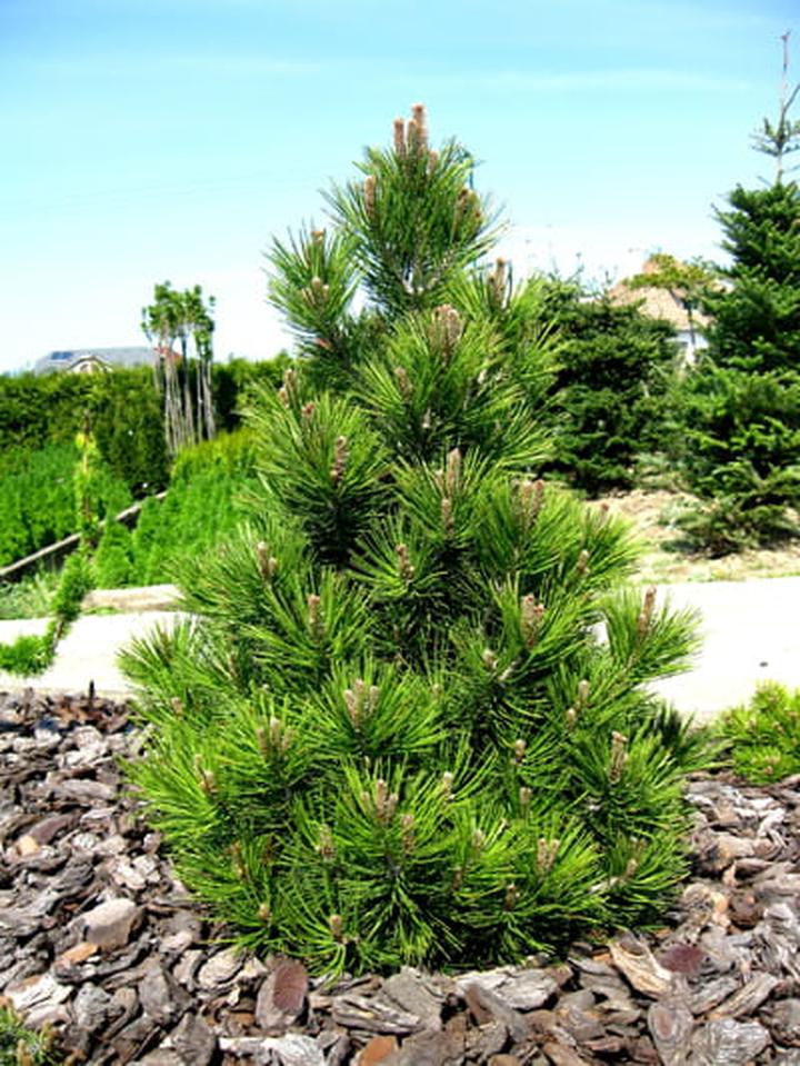 Przepis na malinki krok po kroku