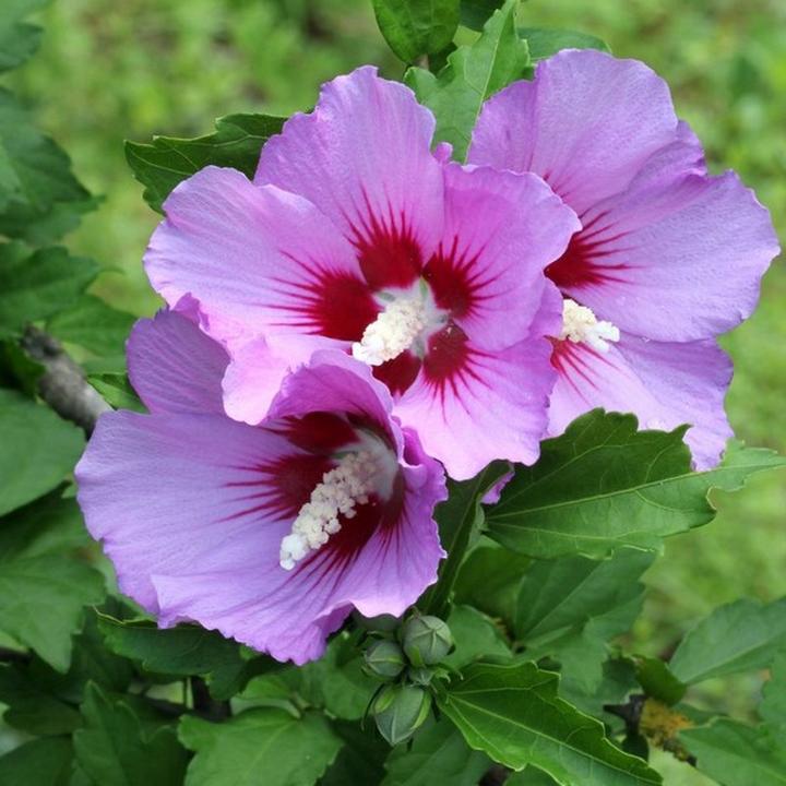 Przygotowanie herbaty z hibiskusa