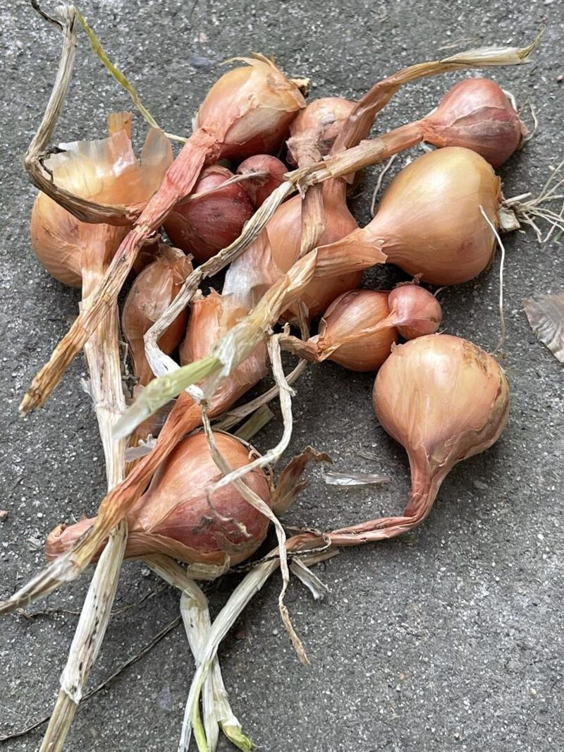 Właściwości odżywcze cebuli dla ciężarnych