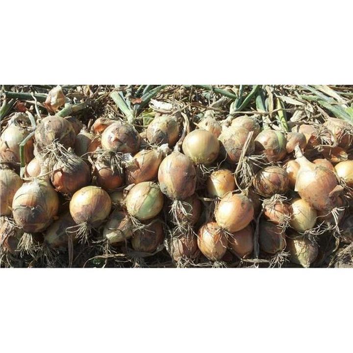 Wpływ cebuli na laktację i smak mleka