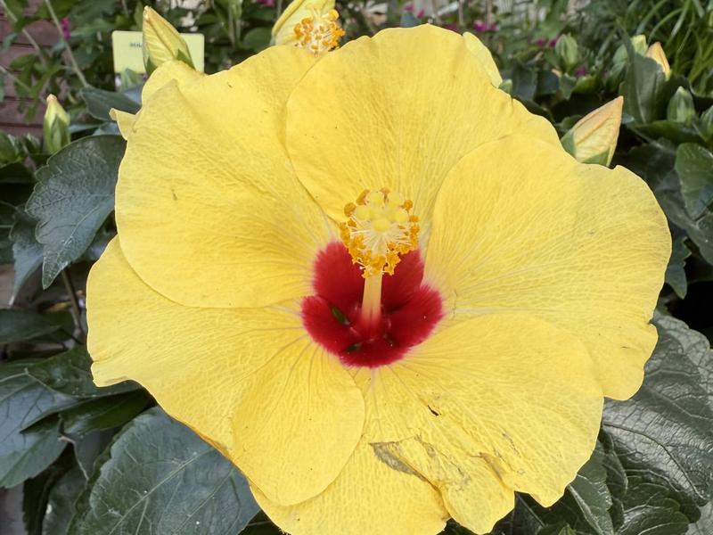 Zalecenia dla przyszłych mam