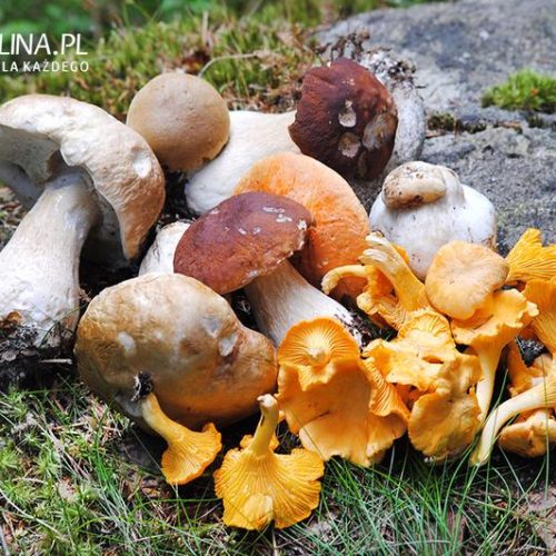 Bezpieczne grzyby dla mam karmiących: które rodzaje możesz jeść?