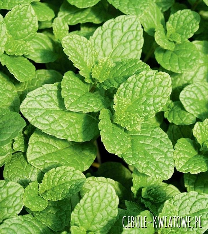 Bezpieczeństwo mięty w laktacji