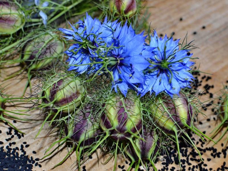 Bezpieczne zioła w ciąży i alternatywy