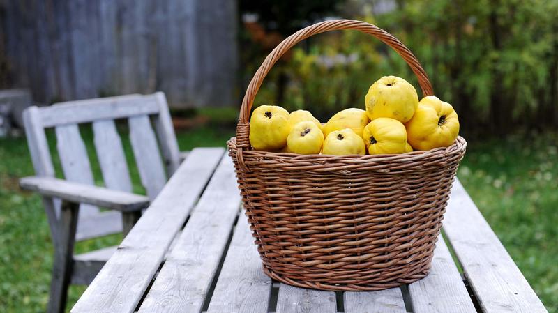 Korzyści i ryzyko pigwy