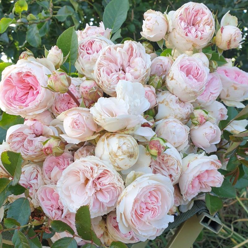 Kreowanie tajemniczości