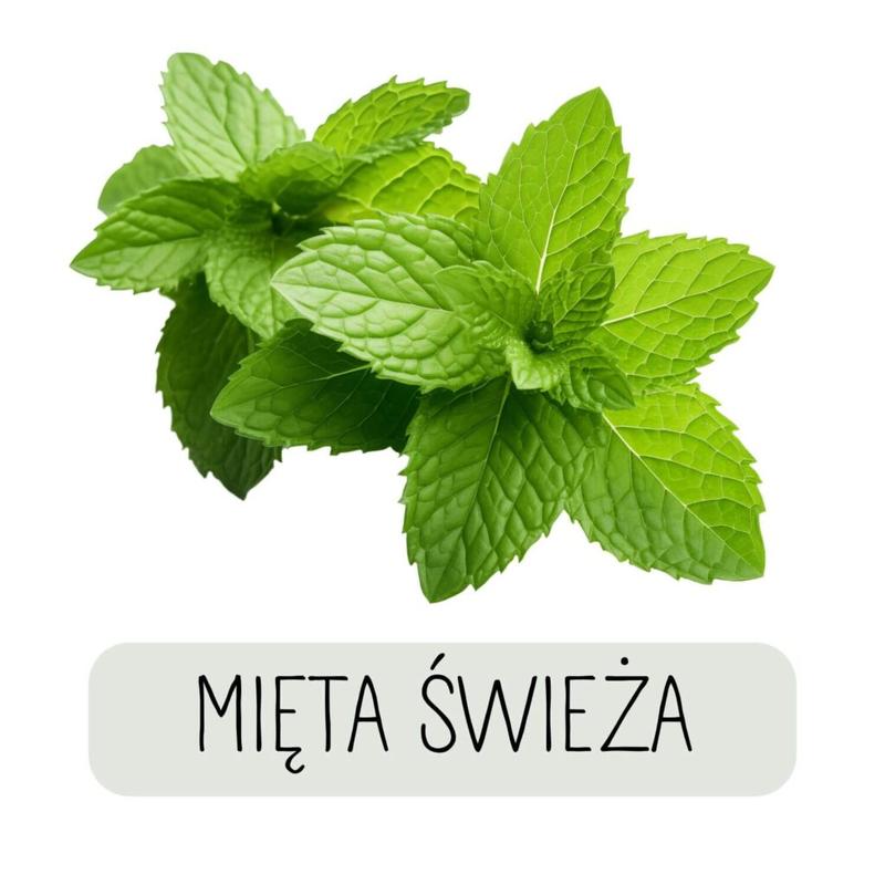 Opinie specjalistów o mięcie w laktacji